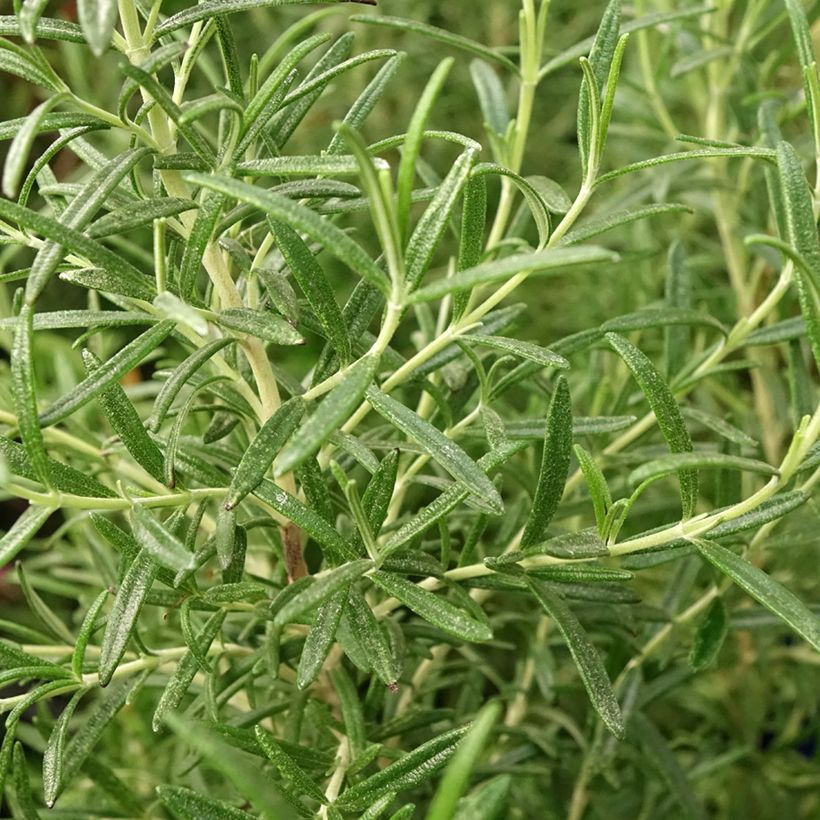 Rosmarin Tuscan Blue - Rosmarinus officinalis (Laub)