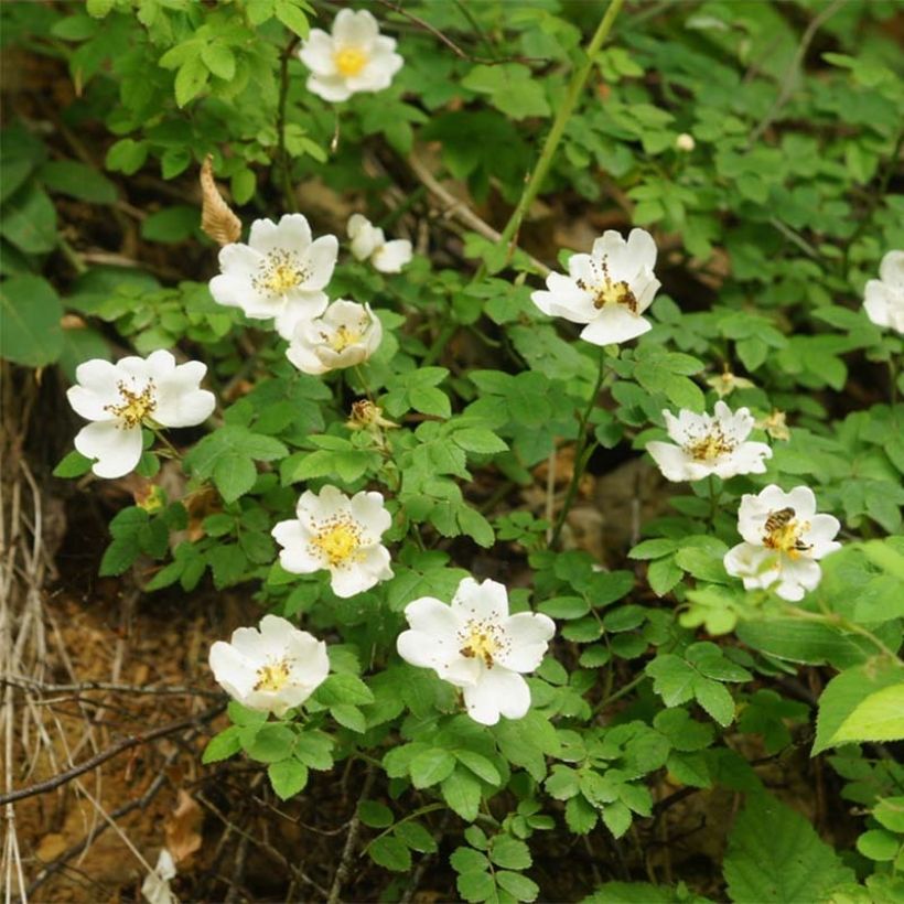 Rosa arvensis - Heckenrose - Botanische Rose (Blüte)