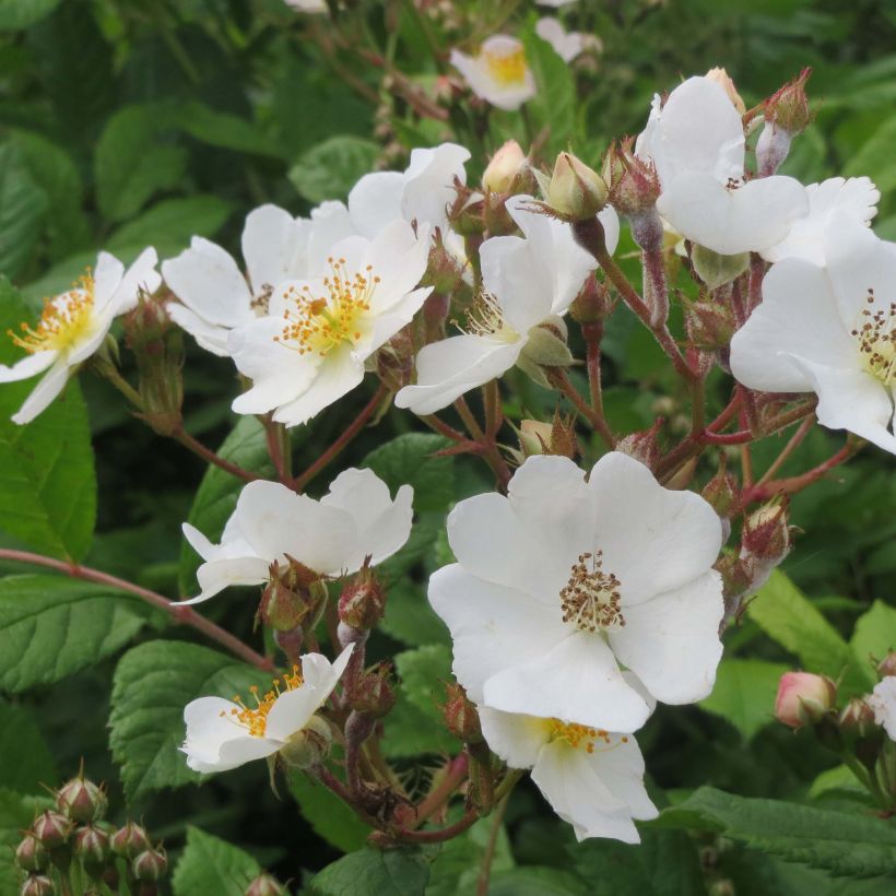 Rosa multiflora - Vielblütige Rose (Blüte)