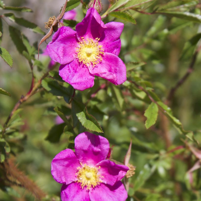 Rosa nitida - Glänz-Rose (Blüte)