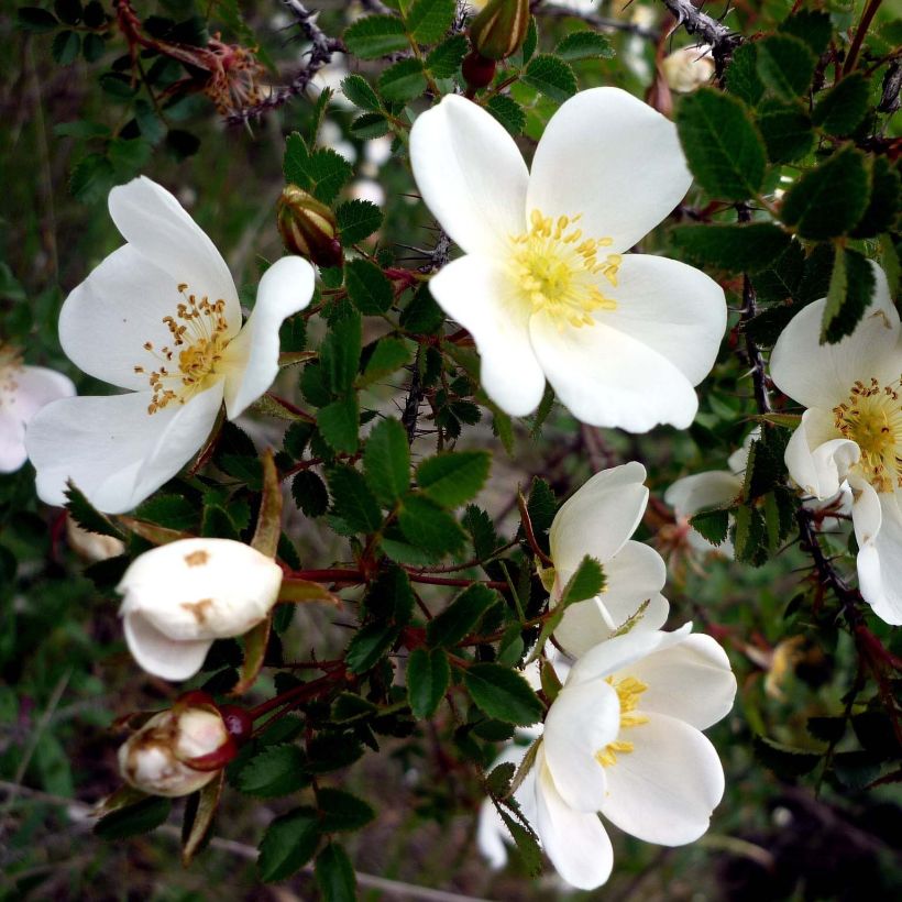 Rosa pimpinellifolia - Dünen-Rose (Blüte)