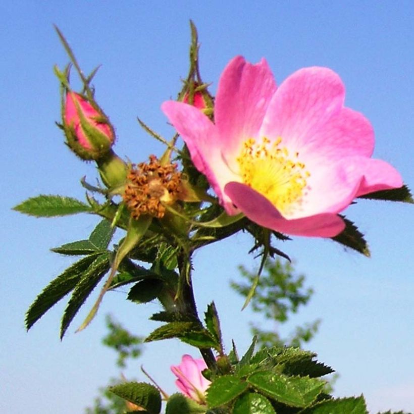 Rosa rubiginosa - Wein-Rose (Blüte)