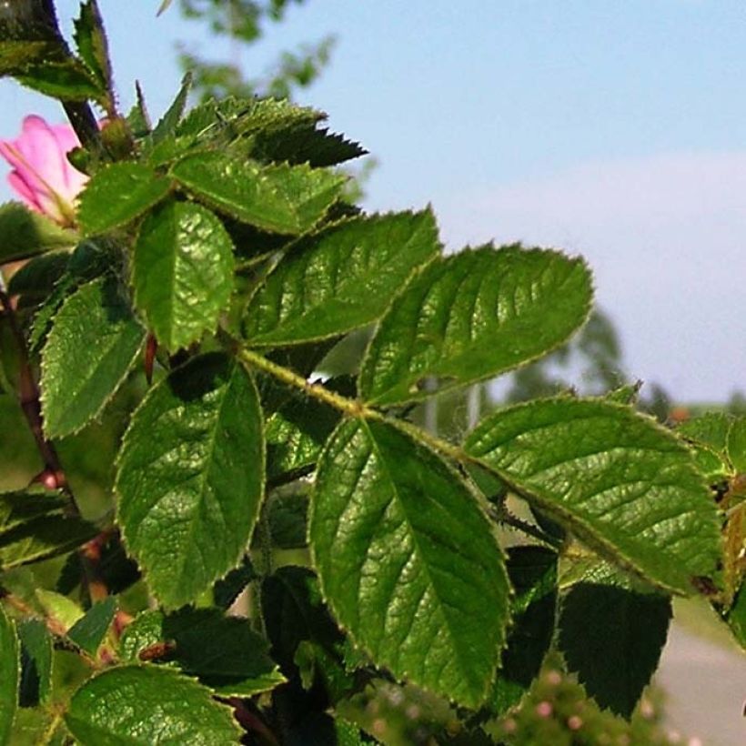 Rosa rubiginosa - Wein-Rose (Laub)