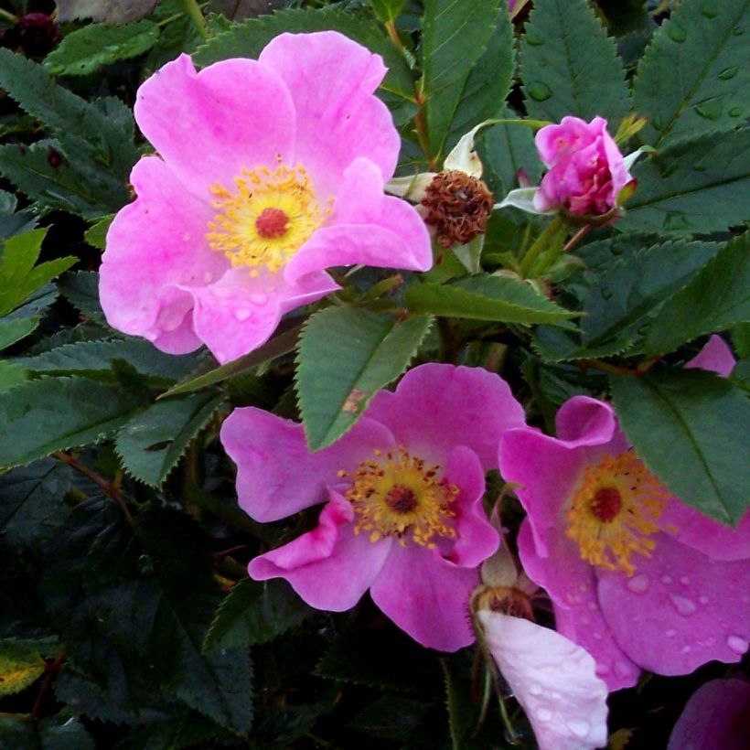 Rosa virginiana - Virginianische Rose (Blüte)