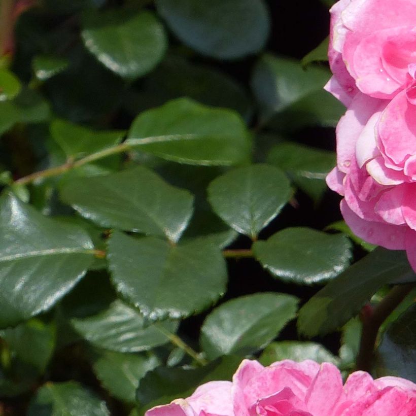 Rosa Rosarium Uetersen - Kletterrose (Laub)