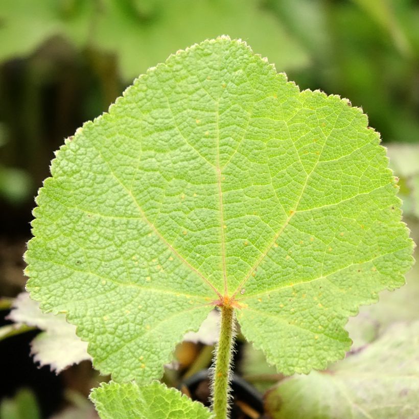 Alcea rosea Chater's Double Purple - Gewöhnliche Stockrose (Laub)