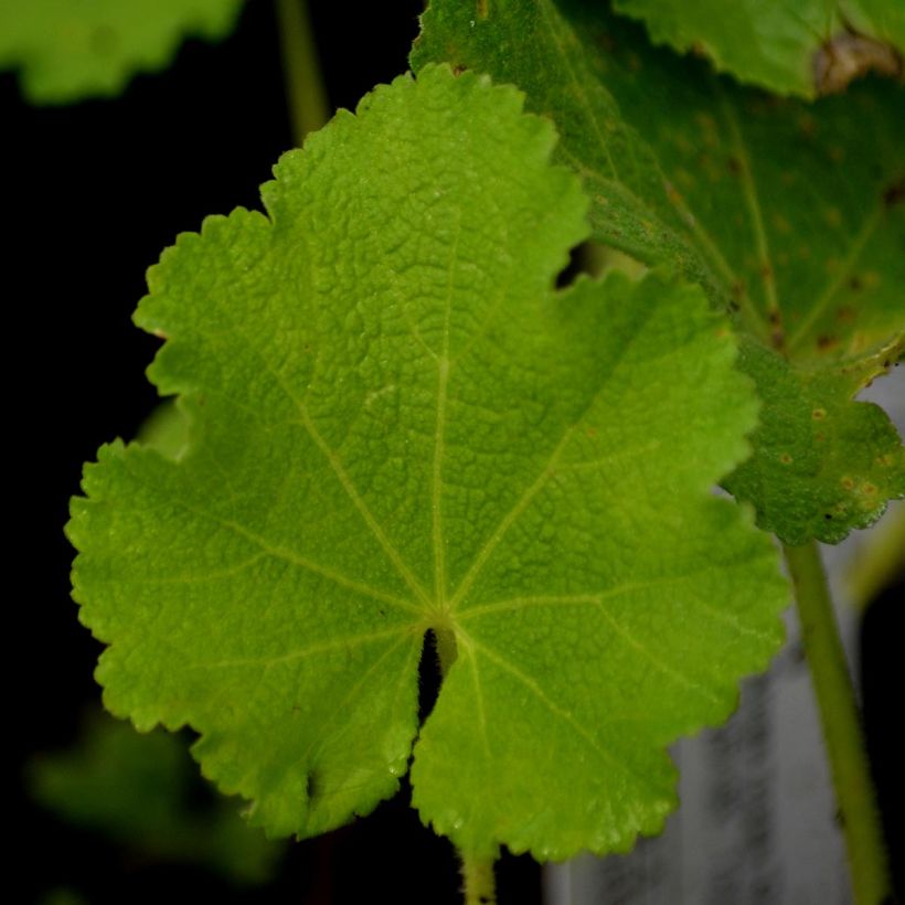 Alcea rosea Chatter's Red - Gewöhnliche Stockrose (Laub)