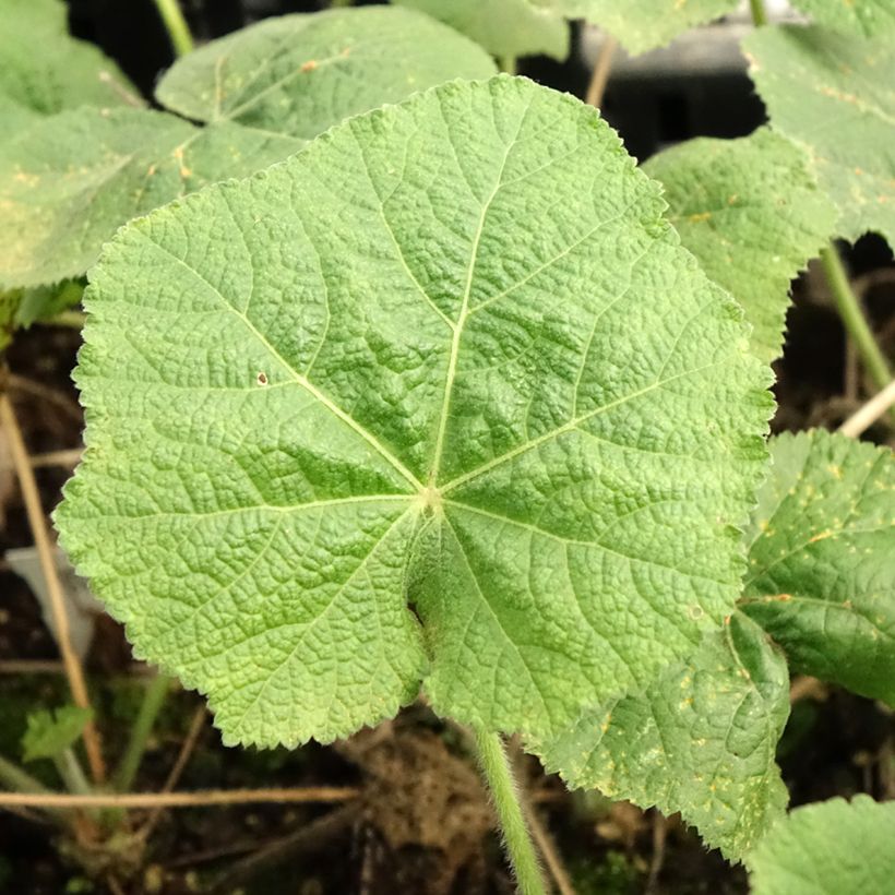 Alcea rosea Sunshine - Gewöhnliche Stockrose (Laub)