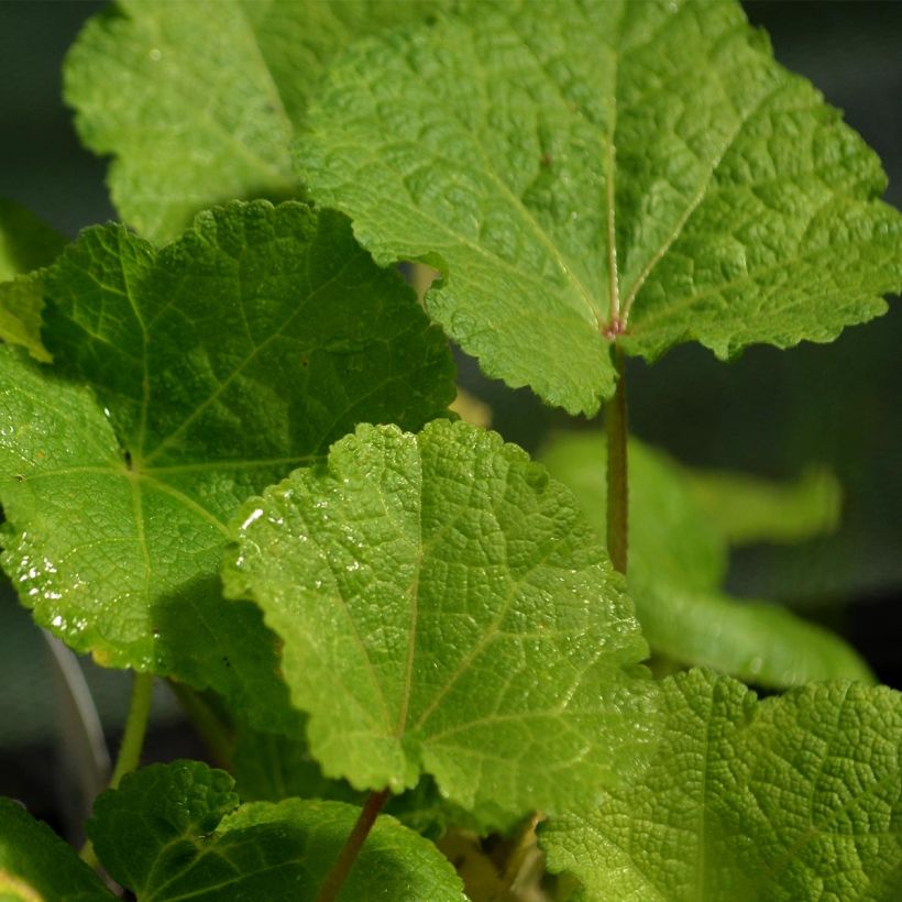 Alcea rosea Nigra - Gewöhnliche Stockrose (Laub)