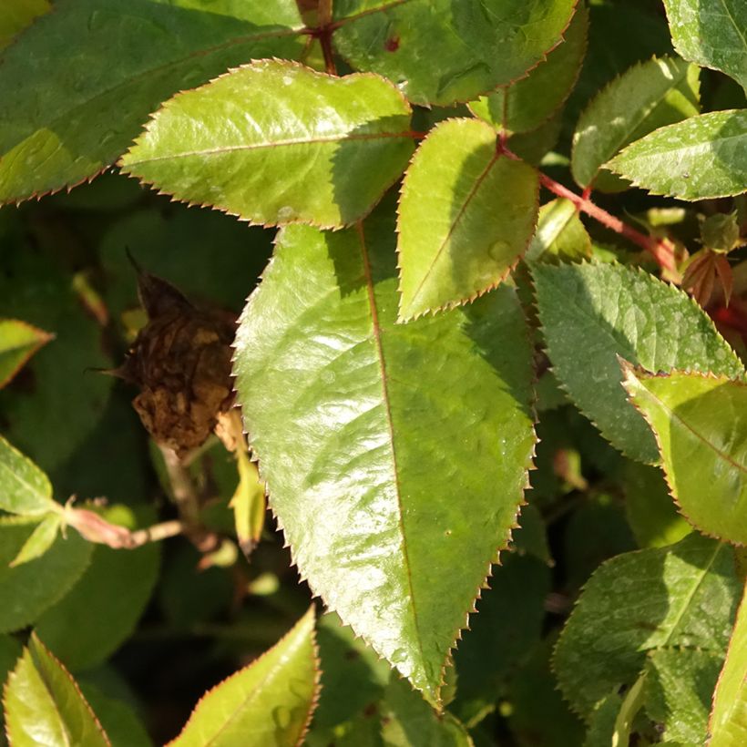 Rosa Abbatiale de Pontigny Ora 922 - Beetrose (Laub)