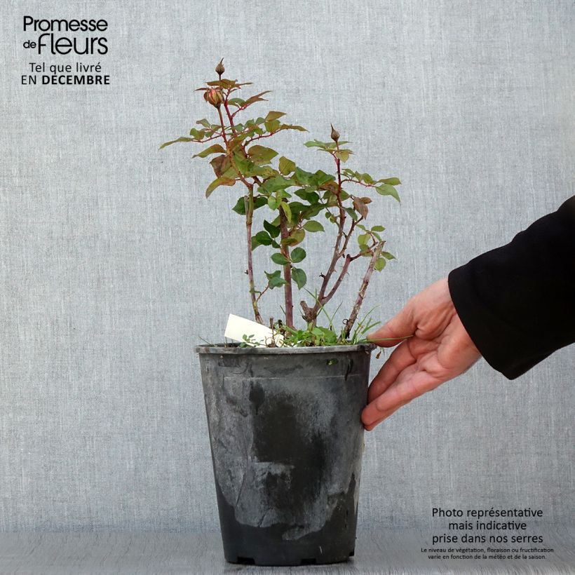 Exemplar von Rosier à fleurs groupées Abbatiale de Pontigny - pot de 4L/5L wie im Herbst geliefert