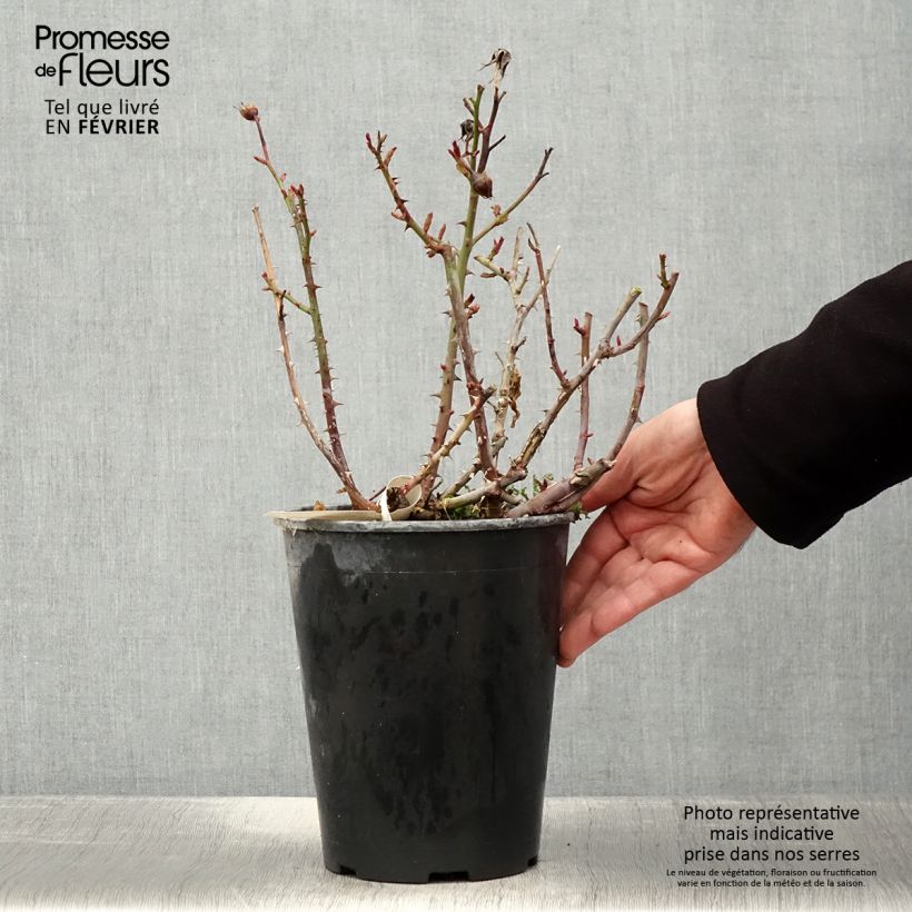 Exemplar von Rosier à fleurs groupées Abbatiale de Pontigny - pot de 4L/5L wie im Winter geliefert