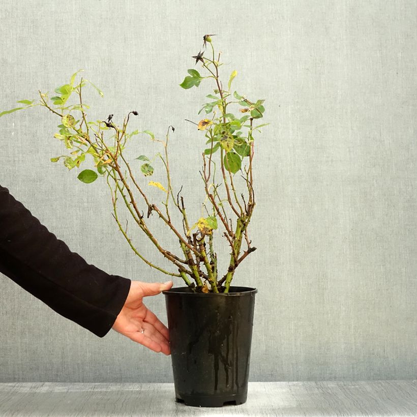 Exemplar von Rosier à fleurs groupées Alain en pot de 3L wie im Herbst geliefert