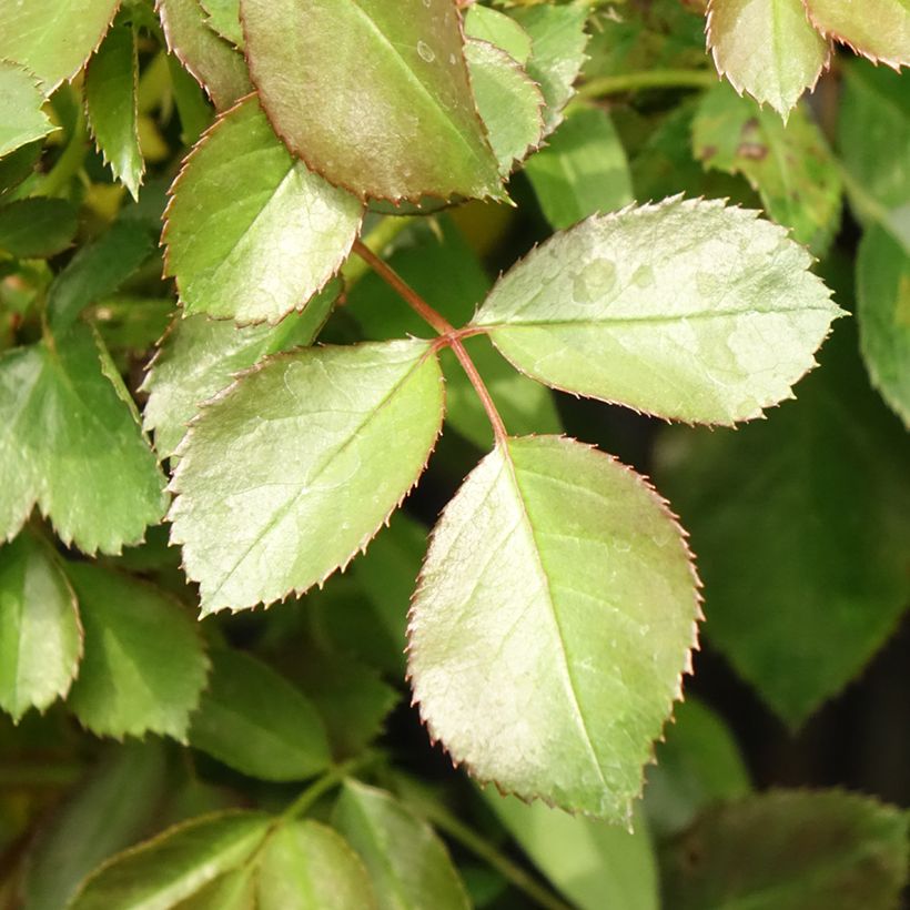 Rosa Alain - Beetrose (Laub)