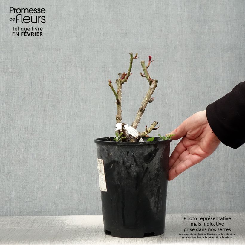 Exemplar von Rosier à fleurs groupées Aline Mayrisch Rose - pot de 4L/5L wie im Winter geliefert