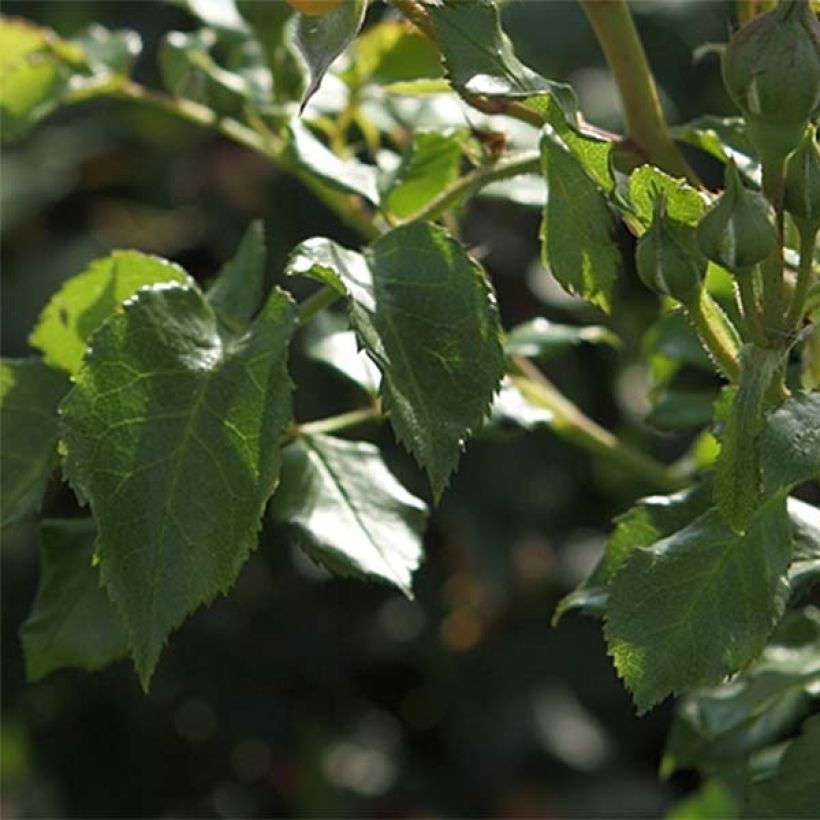 Rosa Bentheimer Gold - Beetrose (Laub)