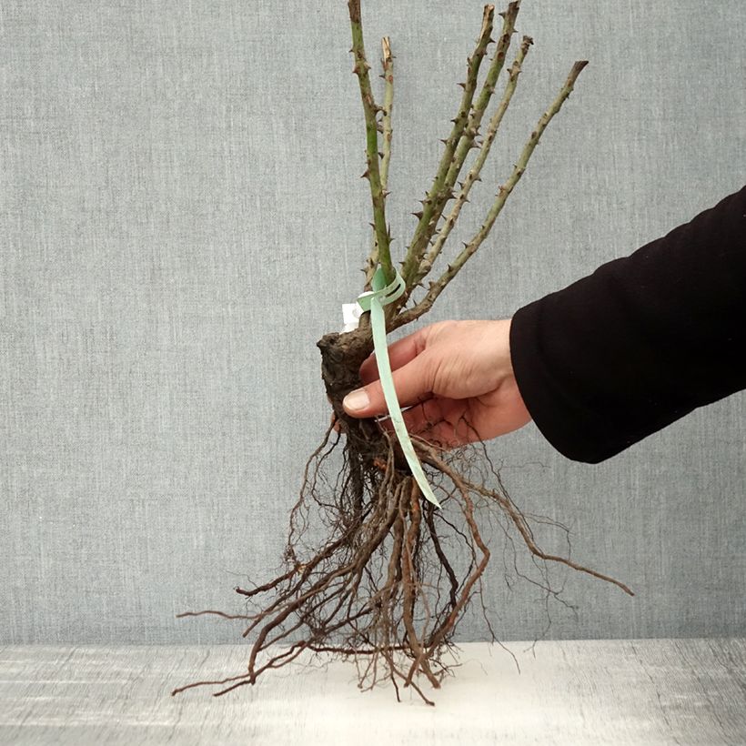 Exemplar von Rosier à fleurs groupées Berleburg - racines nues wie im Winter geliefert