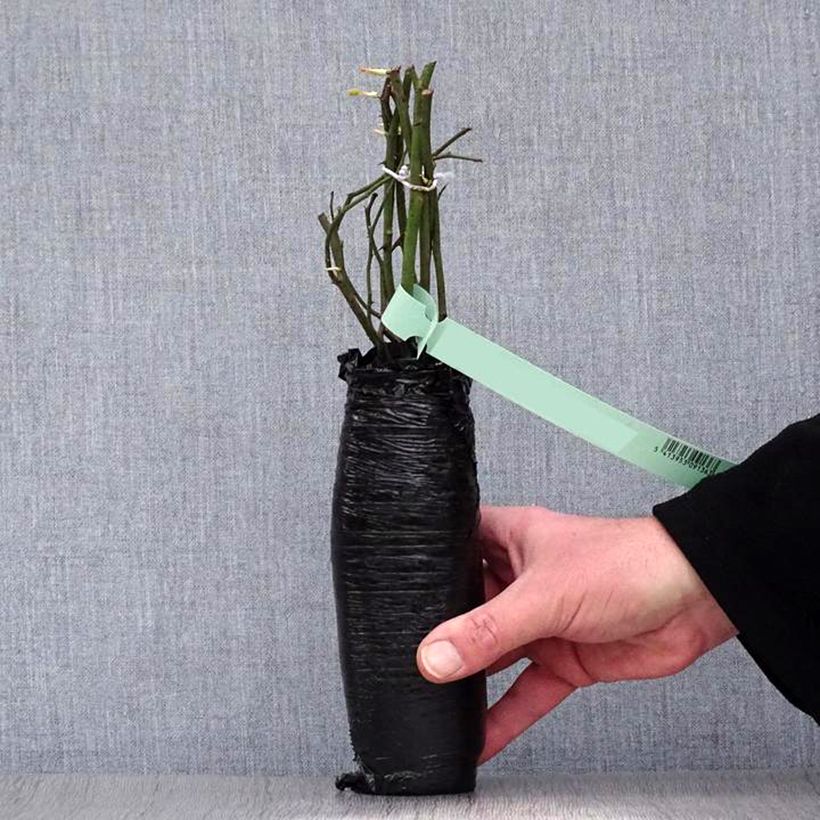 Exemplar von Rosier à fleurs groupées Blue Boy en motte wie im Winter geliefert