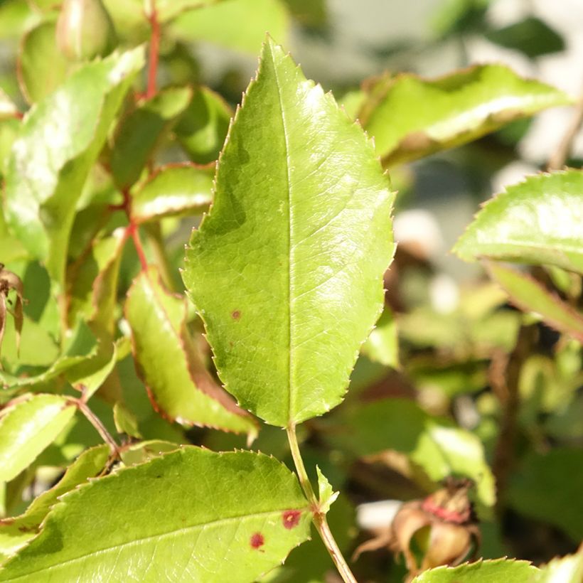 Rosa Botticelli - Beetrose (Laub)