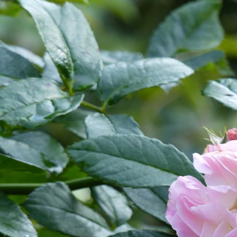 Rosa moschata Bouquet Parfait - Moschus-Rose (Laub)