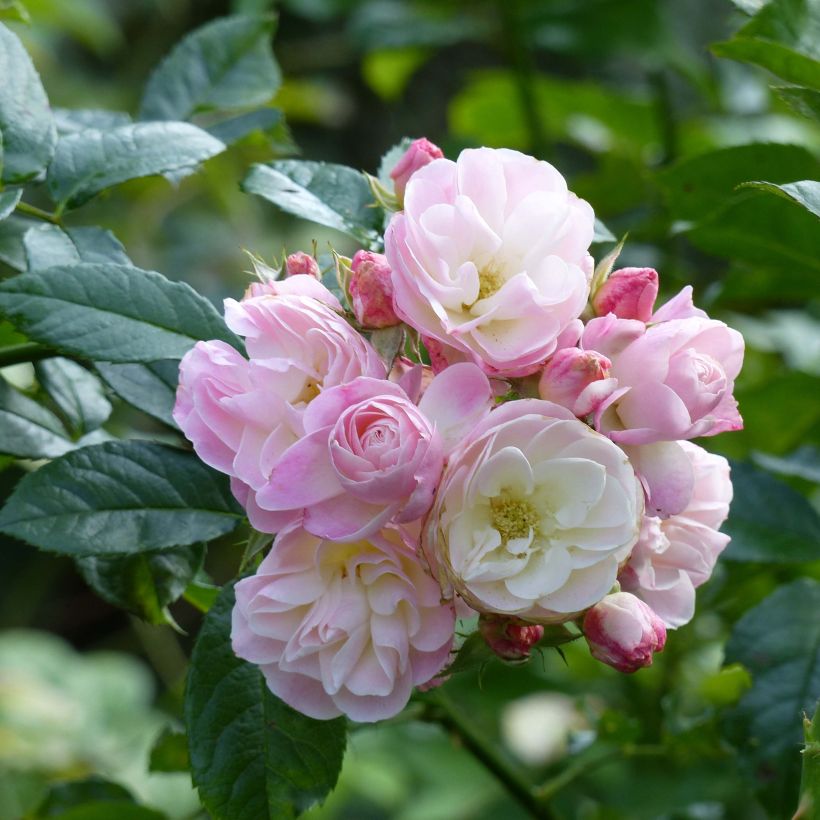 Rosa moschata Bouquet Parfait - Moschus-Rose (Blüte)