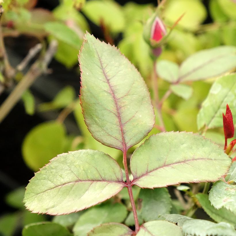 Rosa polyantha Cherry Bonica - Beetrose (Laub)