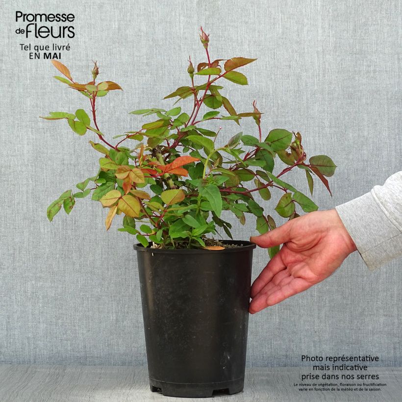 Exemplar von Rosier à fleurs groupées Cherry Bonica pot de 4L/5L wie im Frühjahr geliefert