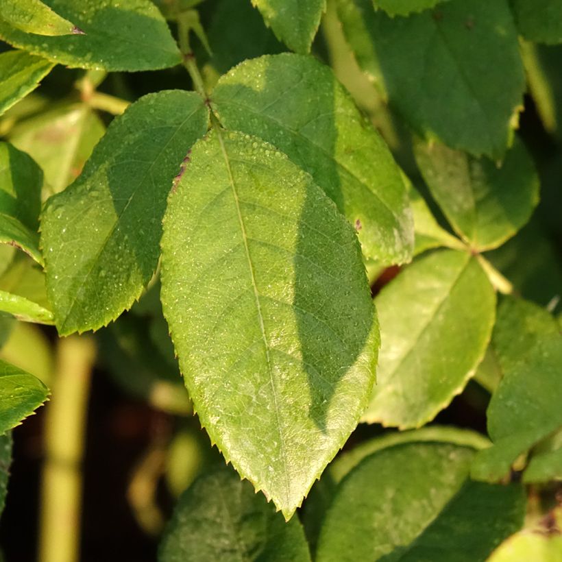 Rosa polyantha Maria Mathilda - Beetrose (Laub)