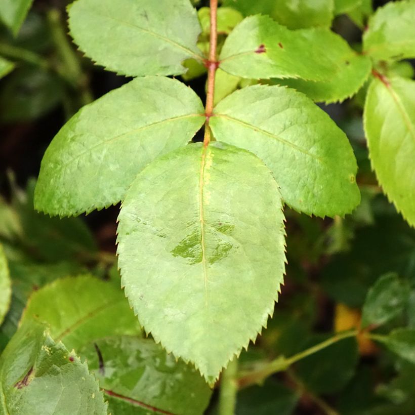 Rosa Novalis - Beetrose (Laub)