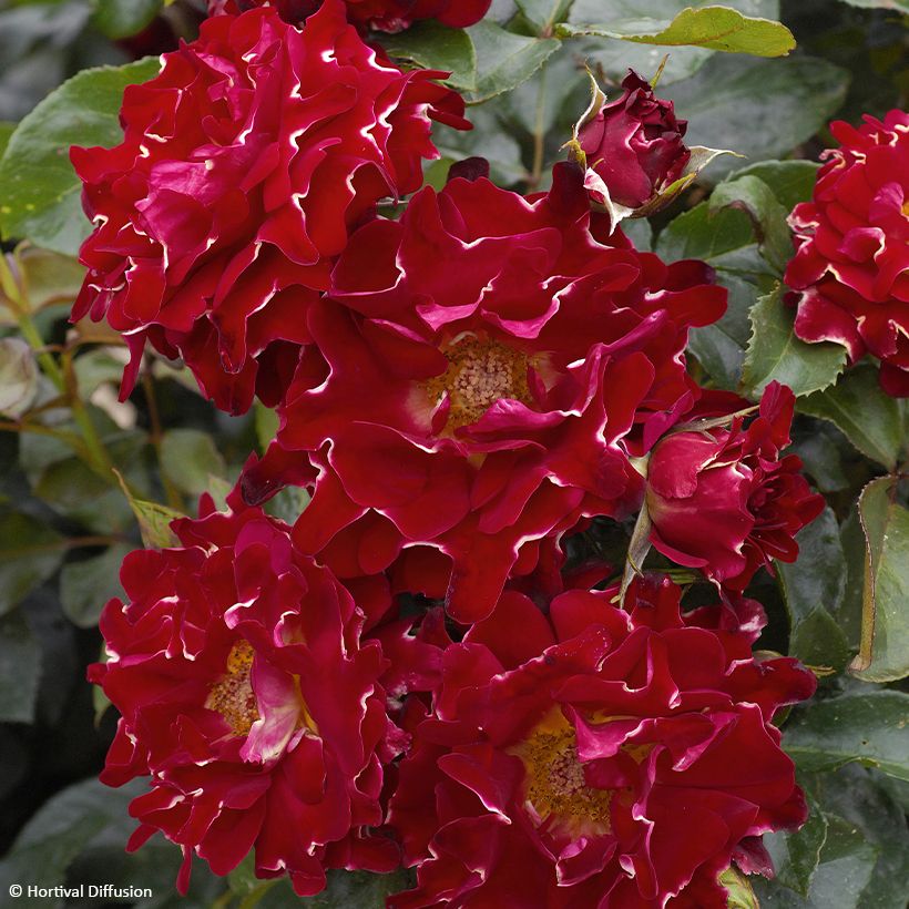 Rosa Red Lady Ruffles - Parkrose (Blüte)