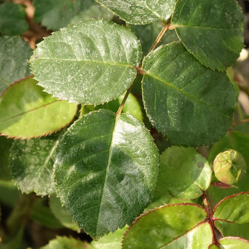 Rosa Salto - Beetrose (Laub)