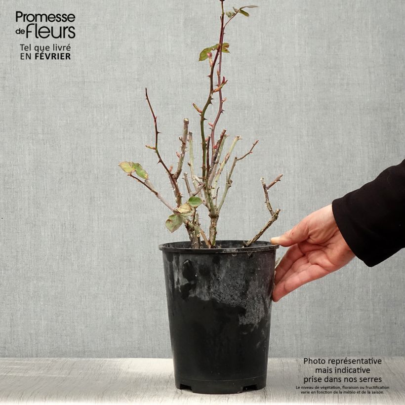 Exemplar von Rosier à fleurs groupées Salto - Pot de 4L/5L wie im Winter geliefert