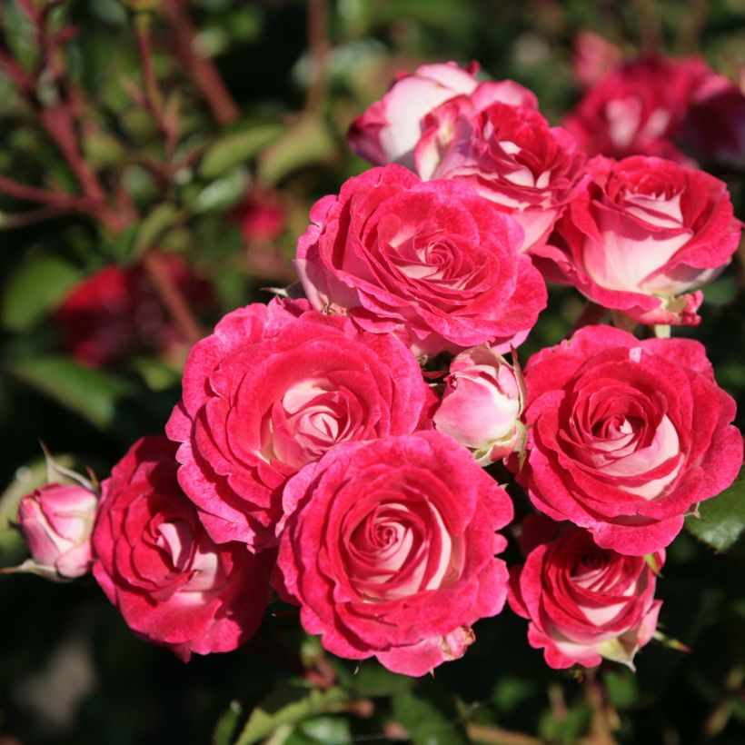 Rosa Schöne Koblenzerin - Beetrose (Blüte)