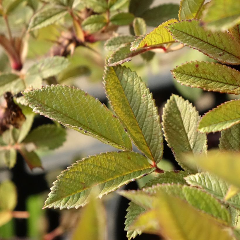 Rosa rugosa Strandperle - Apfelrose (Laub)