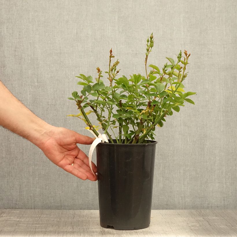 Exemplar von Rosa moschata Walferdange - Moschata-Hybride wie im Frühjahr geliefert