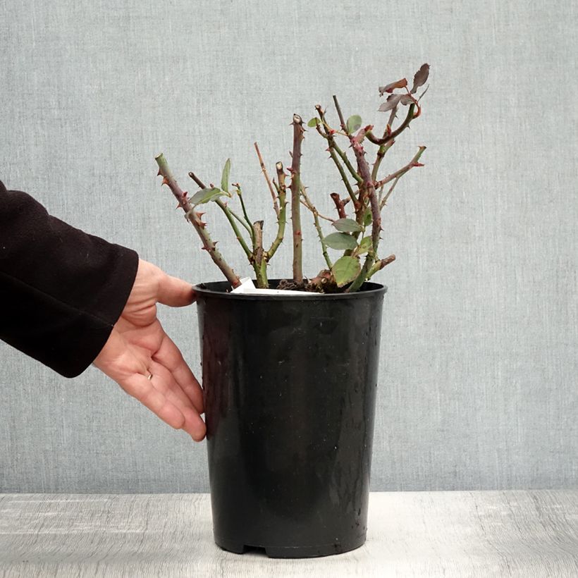 Exemplar von Rosier à grandes fleurs Anne Vanderlove Pot de 4L/5L wie im Herbst geliefert