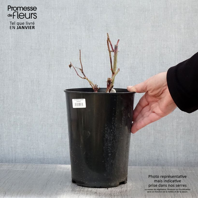 Exemplar von Rosier à grandes fleurs Bernadette Lafont - Pot de 4L/5L wie im Winter geliefert