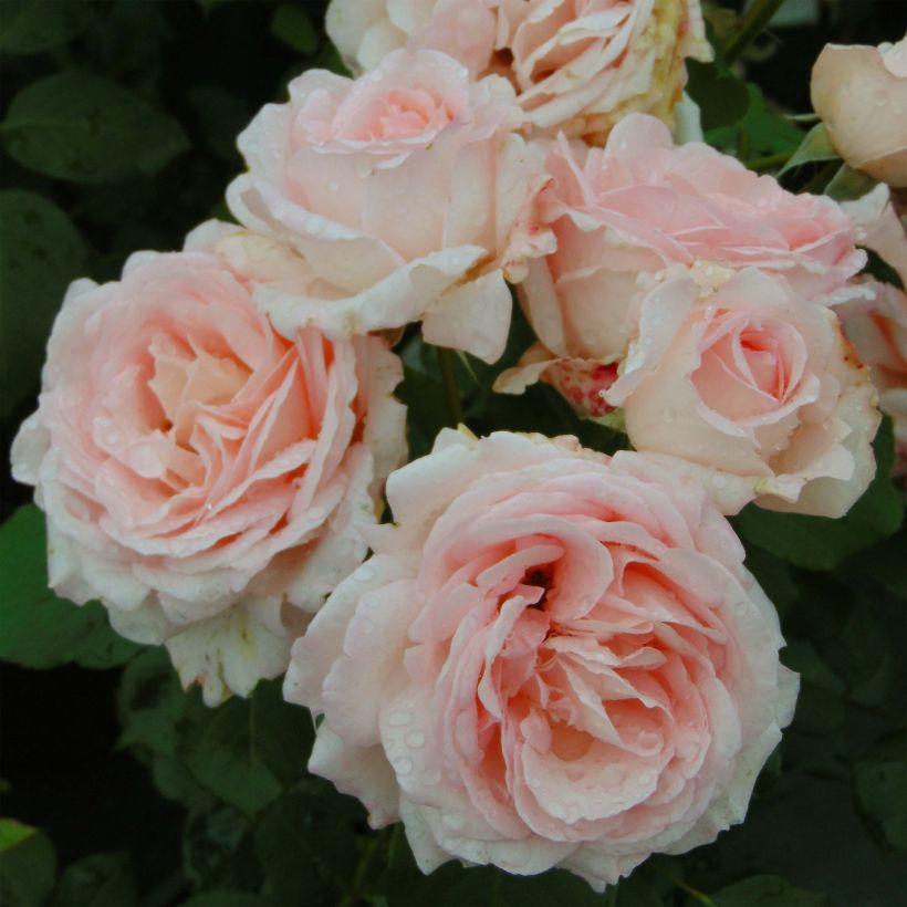 Rosa Clair Renaissance - Edelrose (Blüte)