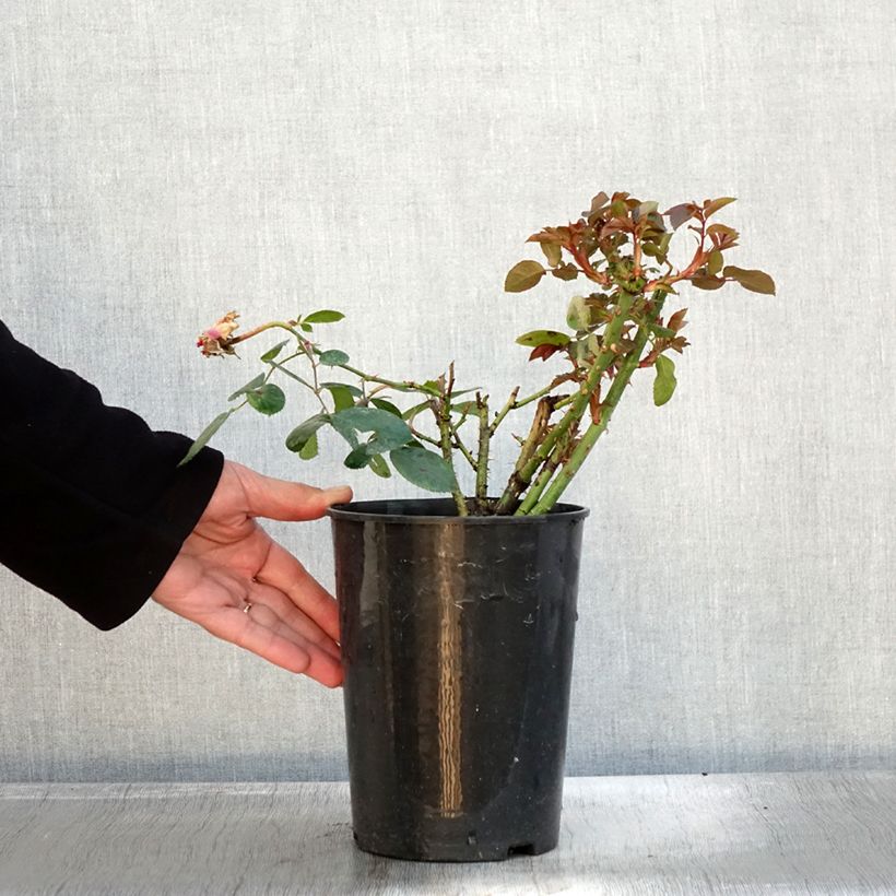 Exemplar von Rosier à grandes fleurs Claire Marshall en pot de 2L/3L wie im Herbst geliefert