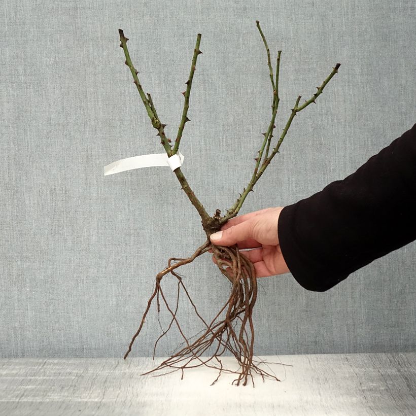 Exemplar von Rosier à grandes fleurs Dame de Coeur en racines nues wie im Winter geliefert