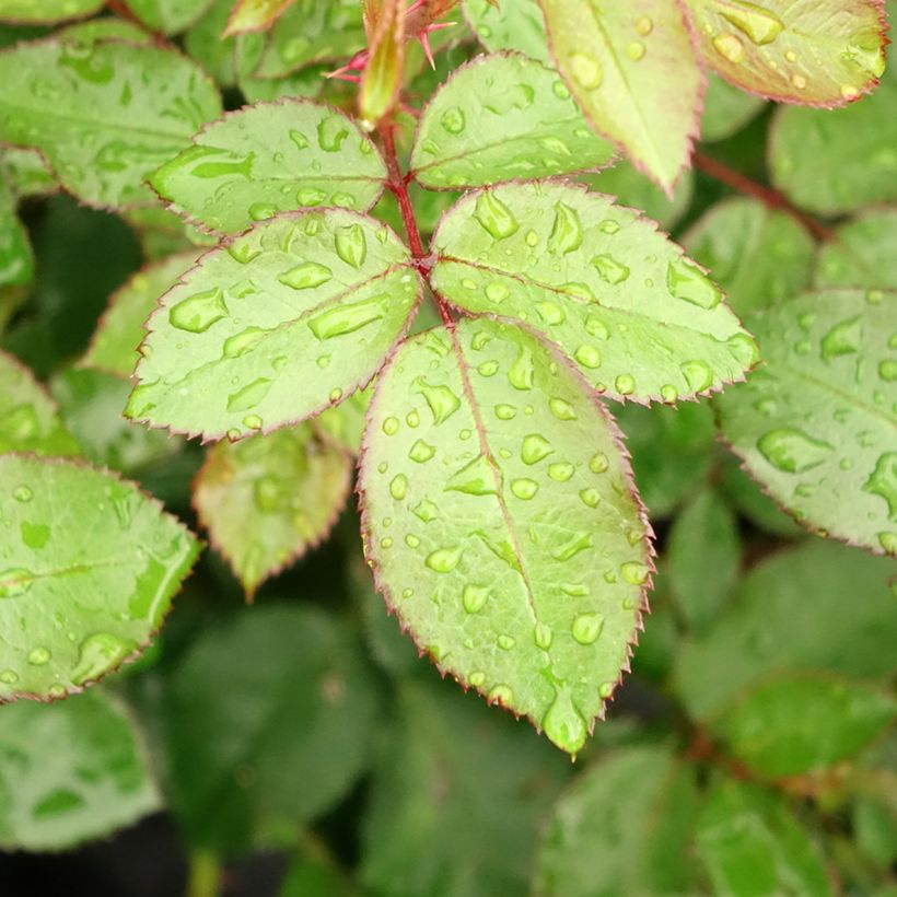 Rosa Eleganza Meine Rose - Edelrose (Laub)