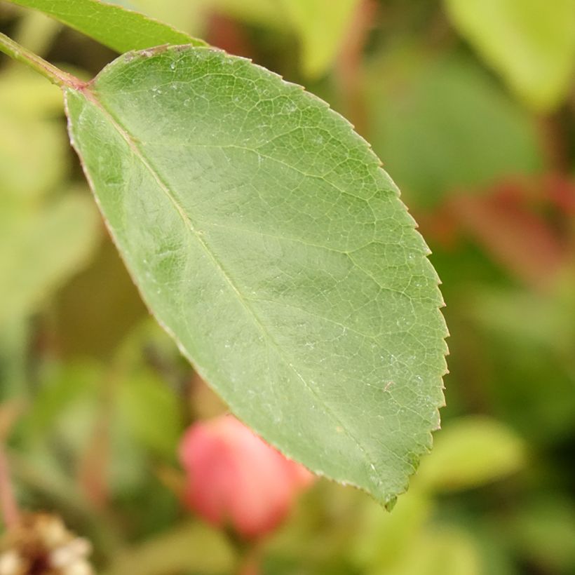 Rosa Eleganza Oh Happy Day - Edelrose (Laub)