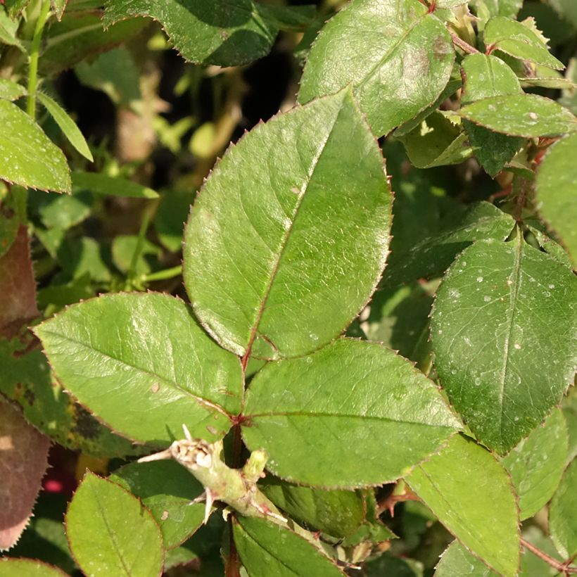 Rosa Guignol - Edelrose (Laub)