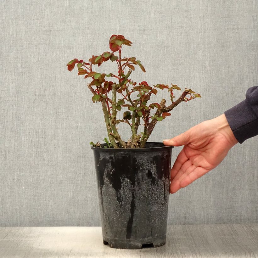 Exemplar von Rosa Henryane de Chaponay - Edelrose Topf mit 4L/5L wie im Frühjahr geliefert