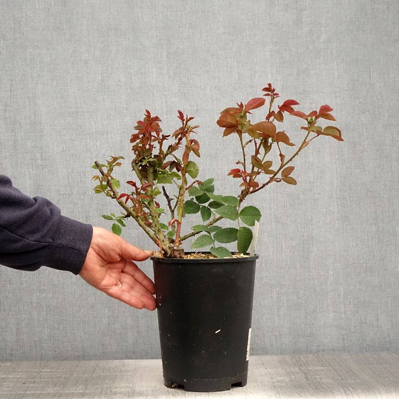 Exemplar von Rosier à grandes fleurs Jardins de Bagatelle pot de 4L/5L wie im Frühjahr geliefert