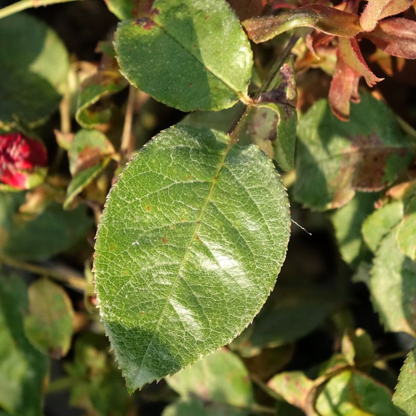 Rosa Kazatchok - Edelrose (Laub)