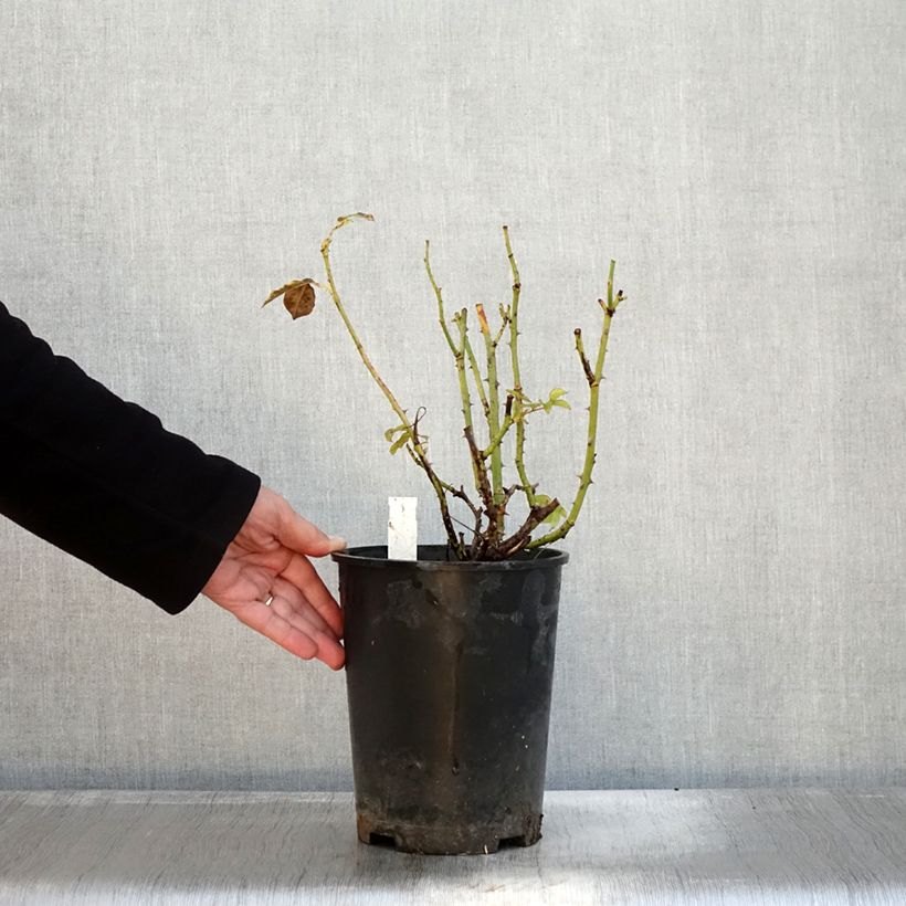 Exemplar von Rosier à grandes fleurs Memoire en pot de 4L wie im Herbst geliefert