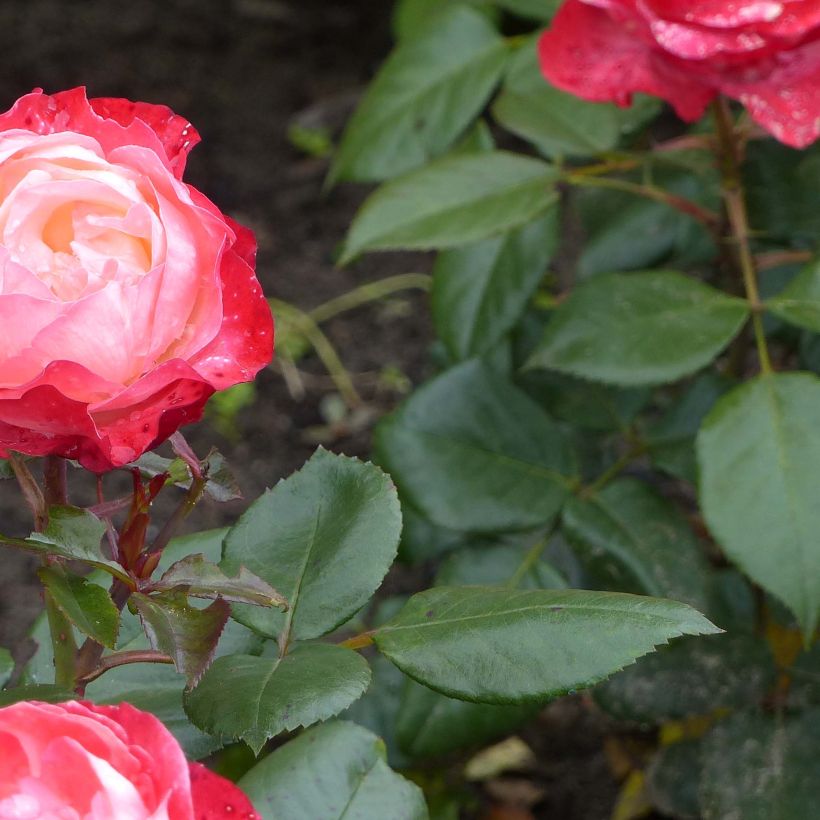 Rosa Nostalgie - Edelrose (Laub)