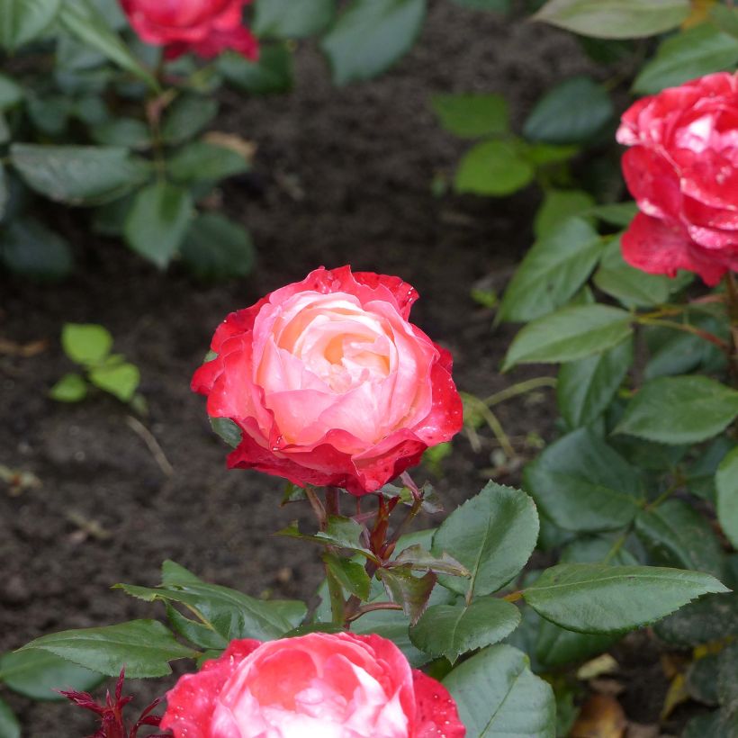 Rosa Nostalgie - Edelrose (Blüte)