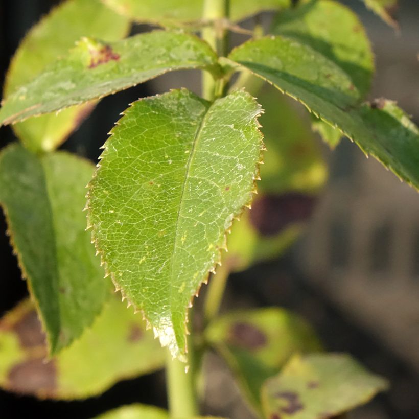 Rosa Parfum de Nantes - Edelrose (Laub)